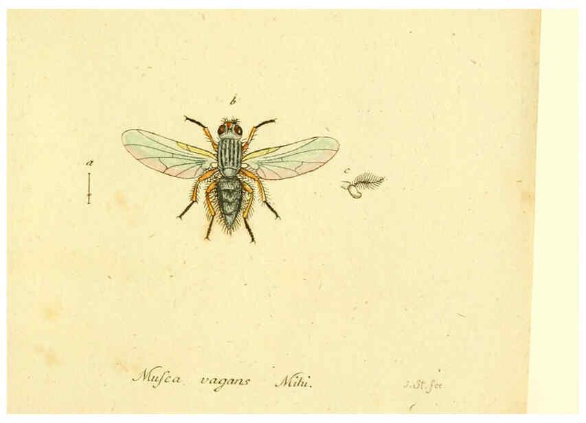 Reproducción/Reproduction 6046281886: Fauna Germanica, Diptera Nuremberg? :s.n.,between 1793 and 1805? 