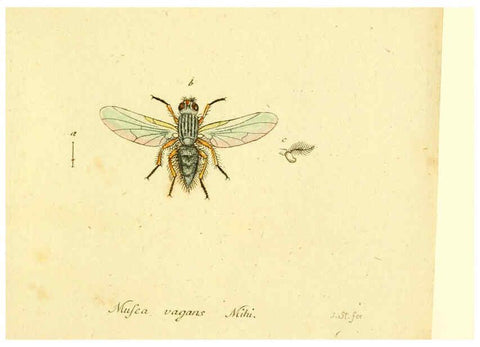 Reproducción/Reproduction 6046281886: Fauna Germanica, Diptera Nuremberg? :s.n.,between 1793 and 1805? 