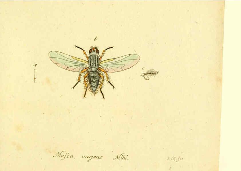 Reproducción/Reproduction 6046281886: Fauna Germanica, Diptera Nuremberg? :s.n.,between 1793 and 1805? 