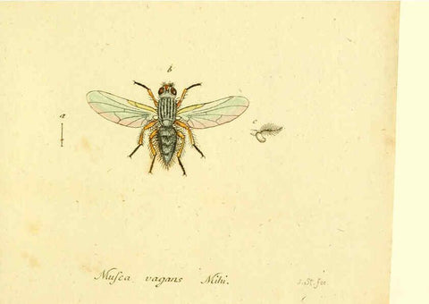 Reproducción/Reproduction 6046281886: Fauna Germanica, Diptera Nuremberg? :s.n.,between 1793 and 1805? 