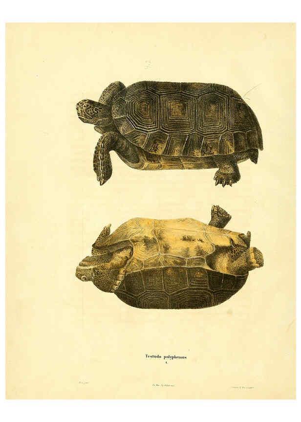 Reproducción/Reproduction 6046054941: North American herpetology. v.1 Philadelphia :J. Dobson,1836-1840