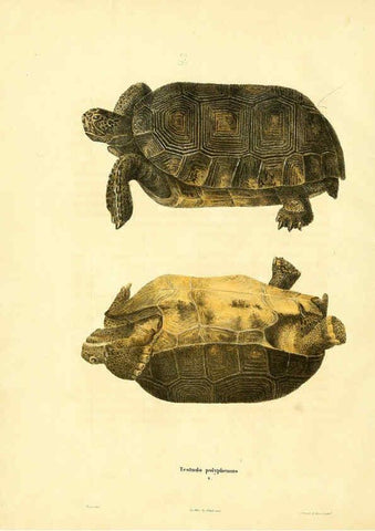Reproducción/Reproduction 6046054941: North American herpetology. v.1 Philadelphia :J. Dobson,1836-1840