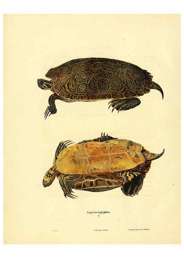 Reproducción/Reproduction 6046055277: North American herpetology. v.1 Philadelphia :J. Dobson,1836-1840