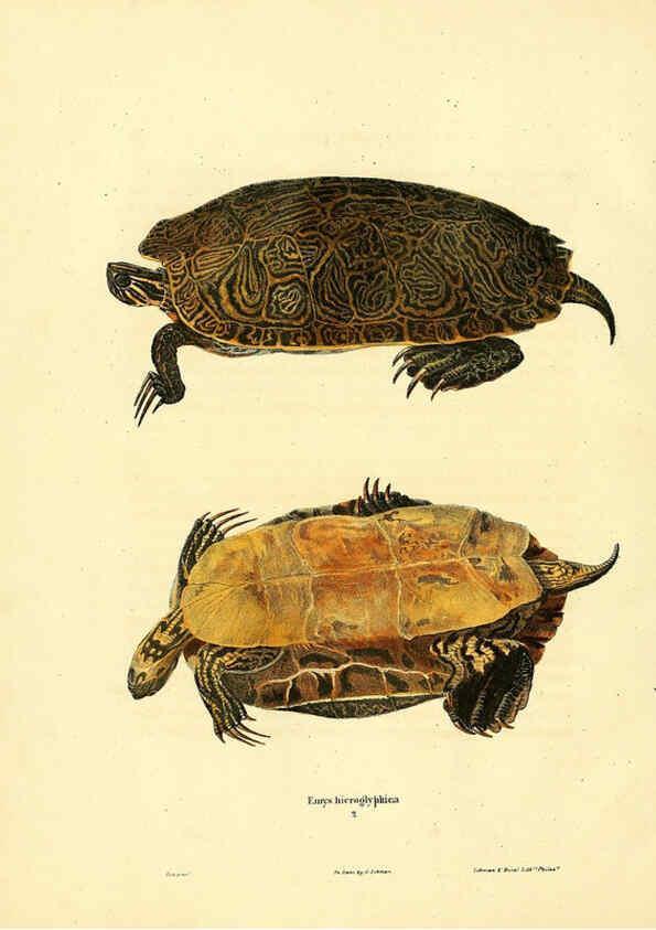 Reproducción/Reproduction 6046055277: North American herpetology. v.1 Philadelphia :J. Dobson,1836-1840