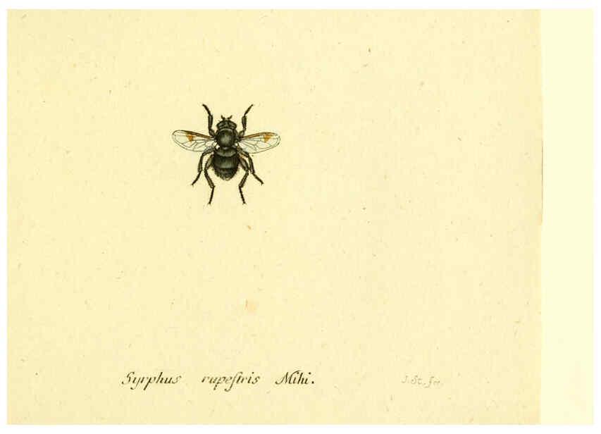 Reproducción/Reproduction 6046280464: Fauna Germanica, Diptera Nuremberg? :s.n.,between 1793 and 1805? 