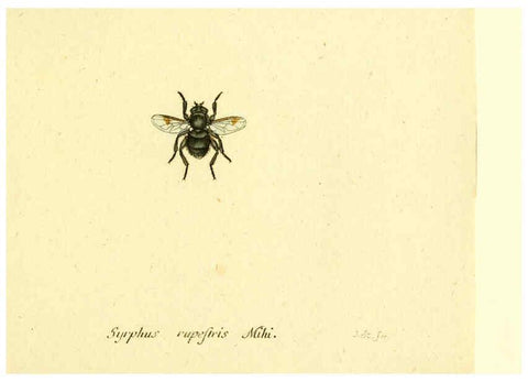 Reproducción/Reproduction 6046280464: Fauna Germanica, Diptera Nuremberg? :s.n.,between 1793 and 1805? 