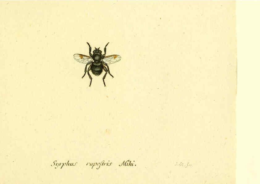 Reproducción/Reproduction 6046280464: Fauna Germanica, Diptera Nuremberg? :s.n.,between 1793 and 1805? 