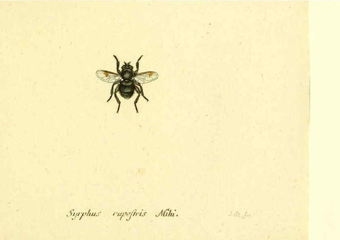 Reproducción/Reproduction 6046280464: Fauna Germanica, Diptera Nuremberg? :s.n.,between 1793 and 1805? 