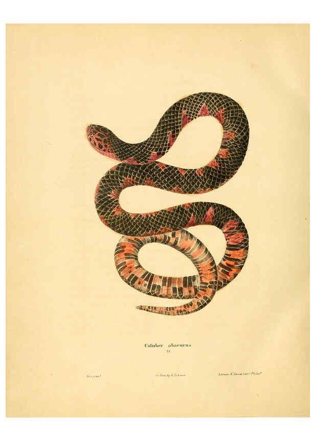 Reproducción/Reproduction 6046612562: North American herpetology. v.1 Philadelphia :J. Dobson,1836-1840