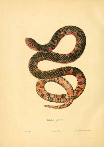 Reproducción/Reproduction 6046612562: North American herpetology. v.1 Philadelphia :J. Dobson,1836-1840