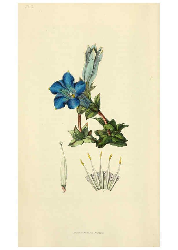 Reproducción/Reproduction 6046332025: Flora conspicua London :Longman, Rees, Orme, Brown, and Green,1826