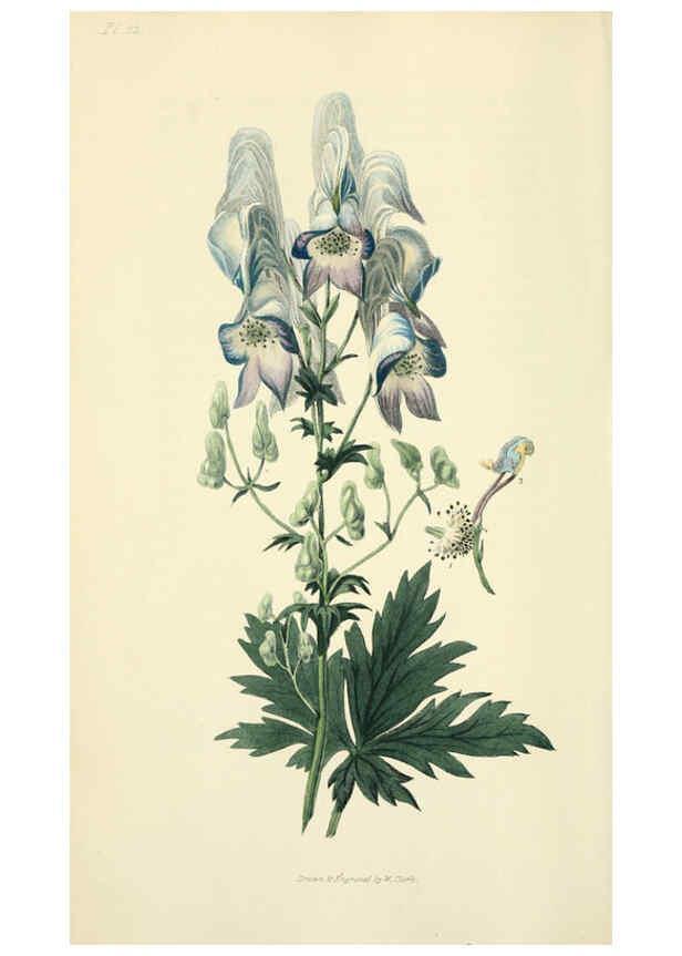Reproducción/Reproduction 6046892020: Flora conspicua London :Longman, Rees, Orme, Brown, and Green,1826