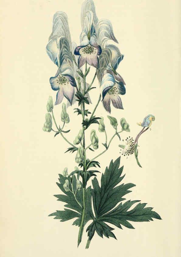 Reproducción/Reproduction 6046892020: Flora conspicua London :Longman, Rees, Orme, Brown, and Green,1826