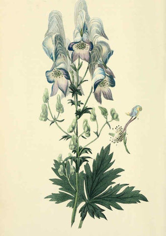 Reproducción/Reproduction 6046892020: Flora conspicua London :Longman, Rees, Orme, Brown, and Green,1826