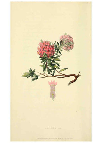 Reproducción/Reproduction 6046342209: Flora conspicua London :Longman, Rees, Orme, Brown, and Green,1826