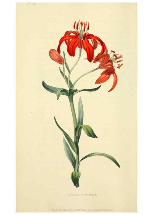 Reproducción/Reproduction 6046893120: Flora conspicua London :Longman, Rees, Orme, Brown, and Green,1826