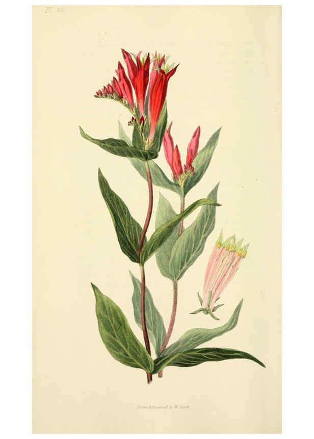 Reproducción/Reproduction 6046893898: Flora conspicua London :Longman, Rees, Orme, Brown, and Green,1826