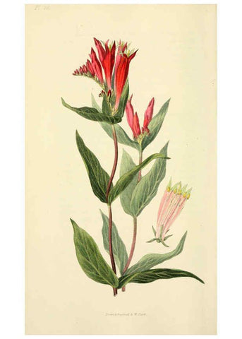 Reproducción/Reproduction 6046893898: Flora conspicua London :Longman, Rees, Orme, Brown, and Green,1826