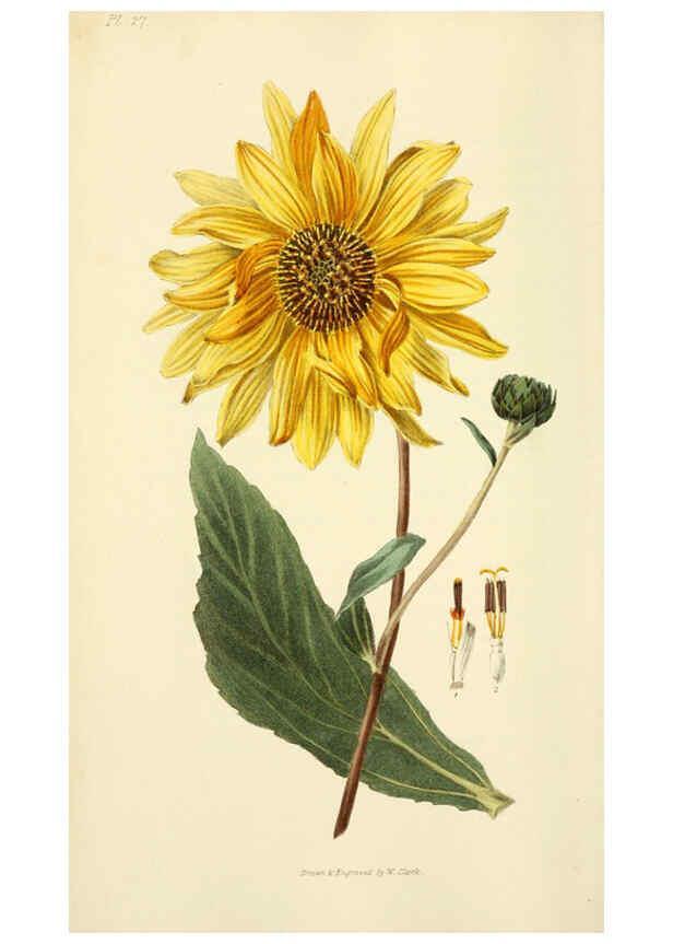 Reproducción/Reproduction 6046344127: Flora conspicua London :Longman, Rees, Orme, Brown, and Green,1826