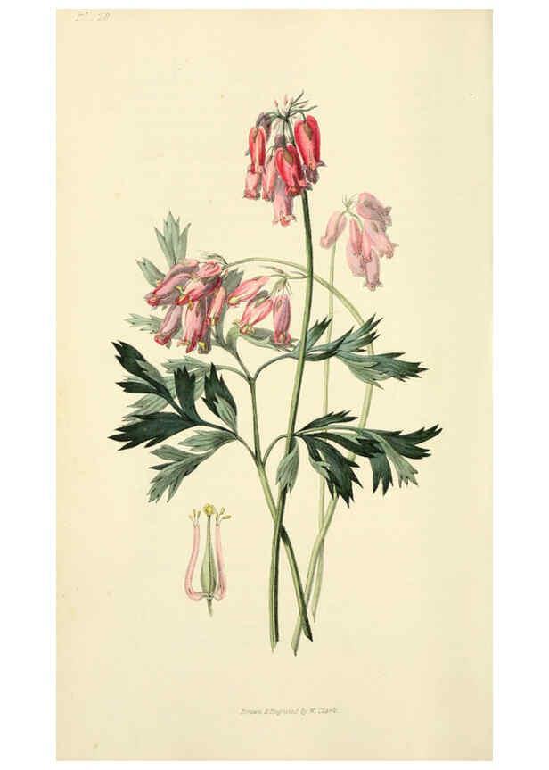 Reproducción/Reproduction 6046344511: Flora conspicua London :Longman, Rees, Orme, Brown, and Green,1826