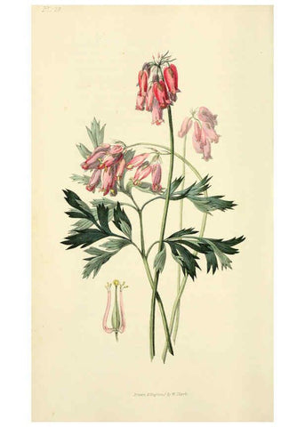 Reproducción/Reproduction 6046344511: Flora conspicua London :Longman, Rees, Orme, Brown, and Green,1826