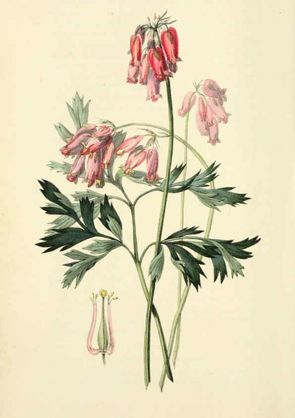 Reproducción/Reproduction 6046344511: Flora conspicua London :Longman, Rees, Orme, Brown, and Green,1826