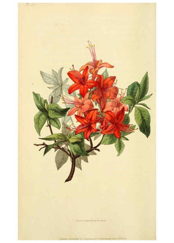Reproducción/Reproduction 6046345333: Flora conspicua London :Longman, Rees, Orme, Brown, and Green,1826