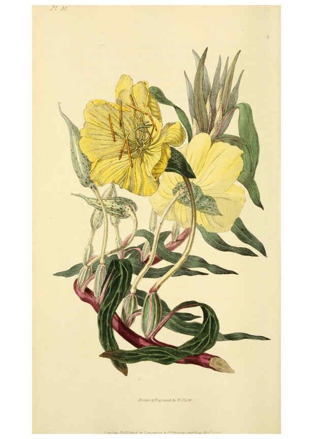 Reproducción/Reproduction 6046895768: Flora conspicua London :Longman, Rees, Orme, Brown, and Green,1826
