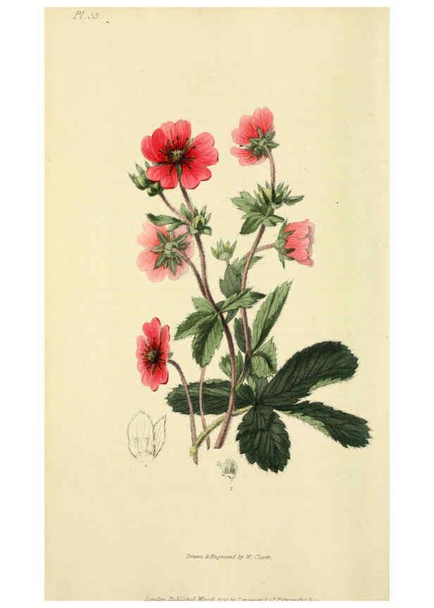 Reproducción/Reproduction 6046346683: Flora conspicua London :Longman, Rees, Orme, Brown, and Green,1826