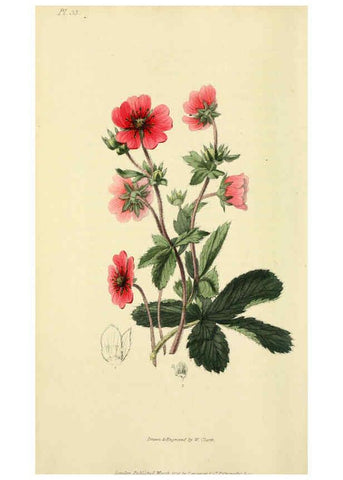 Reproducción/Reproduction 6046346683: Flora conspicua London :Longman, Rees, Orme, Brown, and Green,1826