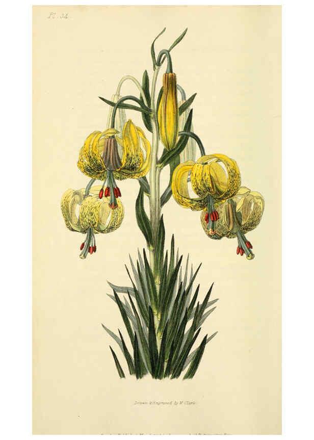 Reproducción/Reproduction 6046347007: Flora conspicua London :Longman, Rees, Orme, Brown, and Green,1826