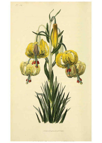 Reproducción/Reproduction 6046347007: Flora conspicua London :Longman, Rees, Orme, Brown, and Green,1826