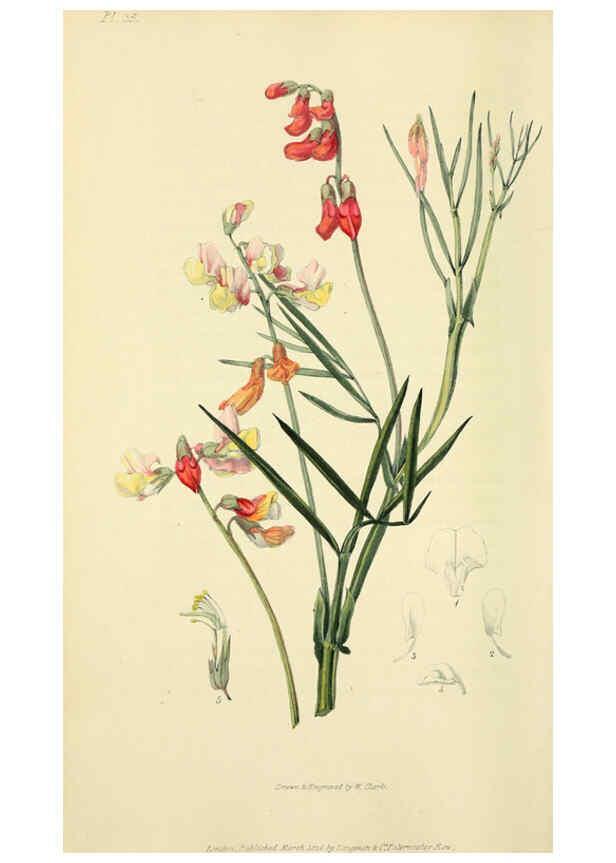 Reproducción/Reproduction 6046897434: Flora conspicua London :Longman, Rees, Orme, Brown, and Green,1826