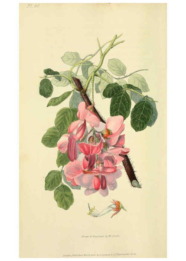 Reproducción/Reproduction 6046897868: Flora conspicua London :Longman, Rees, Orme, Brown, and Green,1826