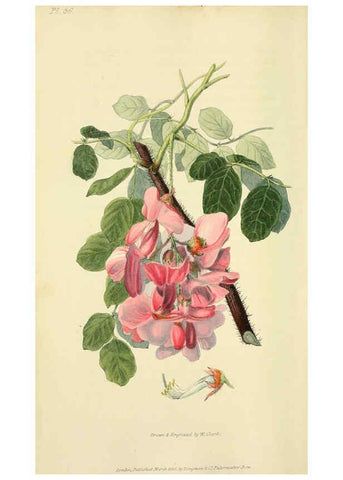 Reproducción/Reproduction 6046897868: Flora conspicua London :Longman, Rees, Orme, Brown, and Green,1826