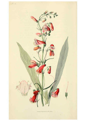 Reproducción/Reproduction 6046340497: Flora conspicua London :Longman, Rees, Orme, Brown, and Green,1826