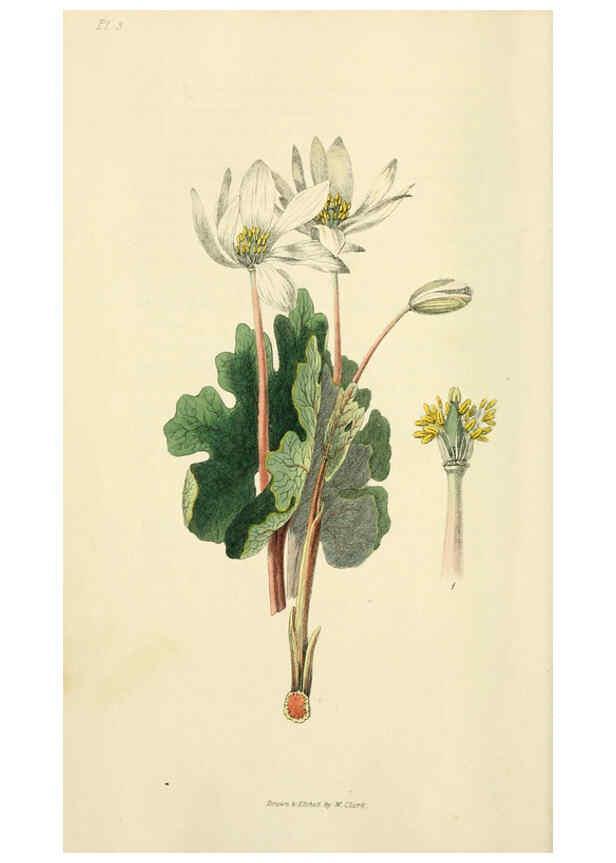 Reproducción/Reproduction 6046882284: Flora conspicua London :Longman, Rees, Orme, Brown, and Green,1826