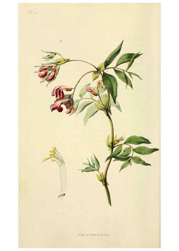 Reproducción/Reproduction 6046882966: Flora conspicua London :Longman, Rees, Orme, Brown, and Green,1826