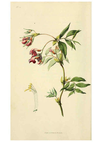 Reproducción/Reproduction 6046882966: Flora conspicua London :Longman, Rees, Orme, Brown, and Green,1826