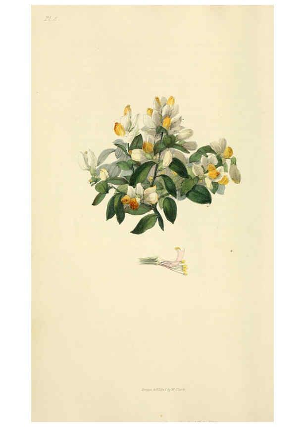 Reproducción/Reproduction 6046883782: Flora conspicua London :Longman, Rees, Orme, Brown, and Green,1826