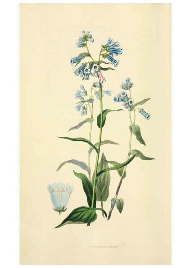 Reproducción/Reproduction 6046335073: Flora conspicua London :Longman, Rees, Orme, Brown, and Green,1826