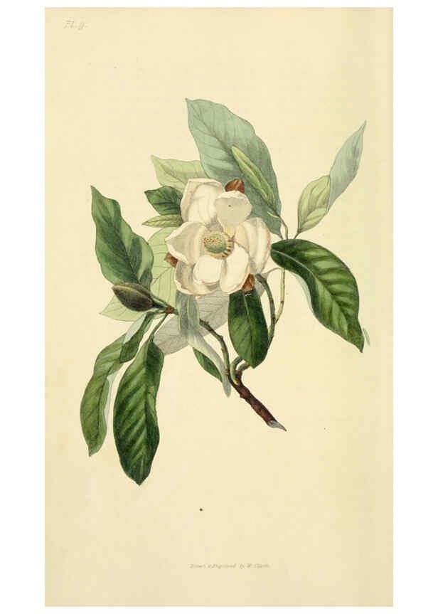 Reproducción/Reproduction 6046885610: Flora conspicua London :Longman, Rees, Orme, Brown, and Green,1826