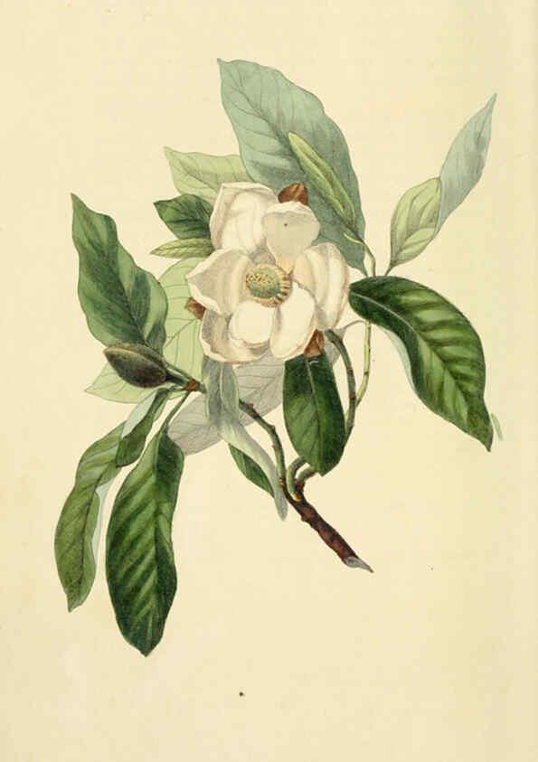 Reproducción/Reproduction 6046885610: Flora conspicua London :Longman, Rees, Orme, Brown, and Green,1826
