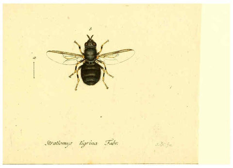 Reproducción/Reproduction 6046276994: Fauna Germanica, Diptera Nuremberg? :s.n.,between 1793 and 1805? 