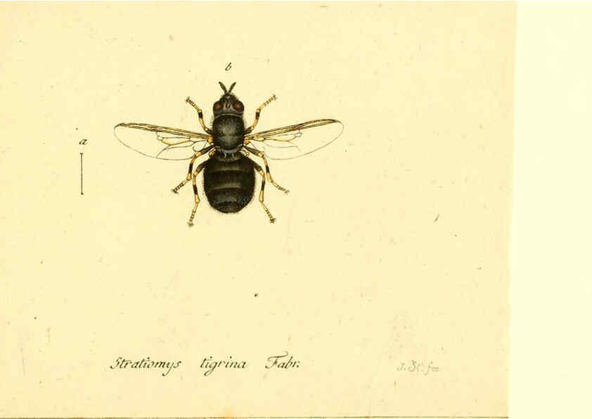 Reproducción/Reproduction 6046276994: Fauna Germanica, Diptera Nuremberg? :s.n.,between 1793 and 1805? 