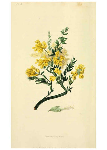 Reproducción/Reproduction 6046886870: Flora conspicua London :Longman, Rees, Orme, Brown, and Green,1826
