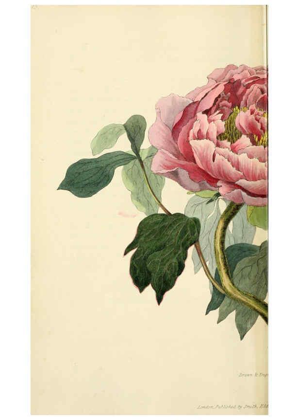 Reproducción/Reproduction 6046337057: Flora conspicua London :Longman, Rees, Orme, Brown, and Green,1826