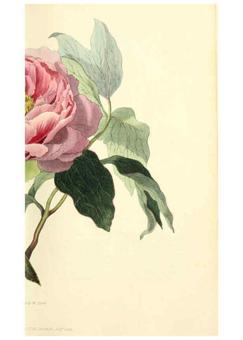 Reproducción/Reproduction 6046337447: Flora conspicua London :Longman, Rees, Orme, Brown, and Green,1826
