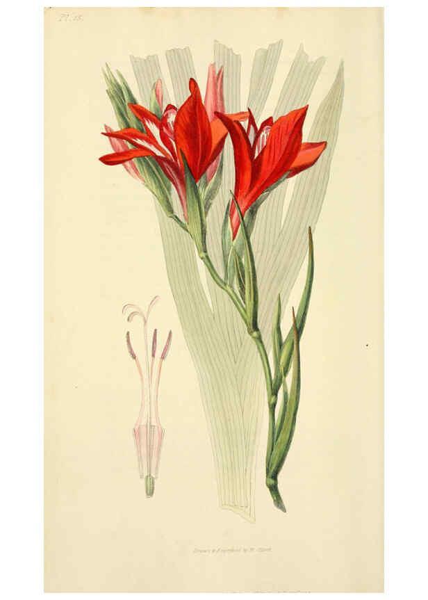 Reproducción/Reproduction 6046889018: Flora conspicua London :Longman, Rees, Orme, Brown, and Green,1826