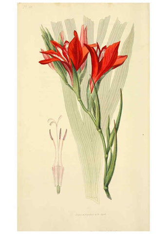 Reproducción/Reproduction 6046889018: Flora conspicua London :Longman, Rees, Orme, Brown, and Green,1826